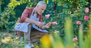 lterer Mann arbeitet konzentriert im Schrebergarten bei der Gartenpflege