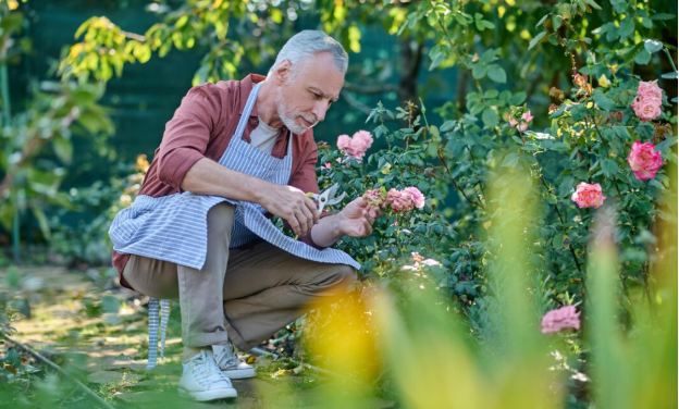 lterer Mann arbeitet konzentriert im Schrebergarten bei der Gartenpflege
